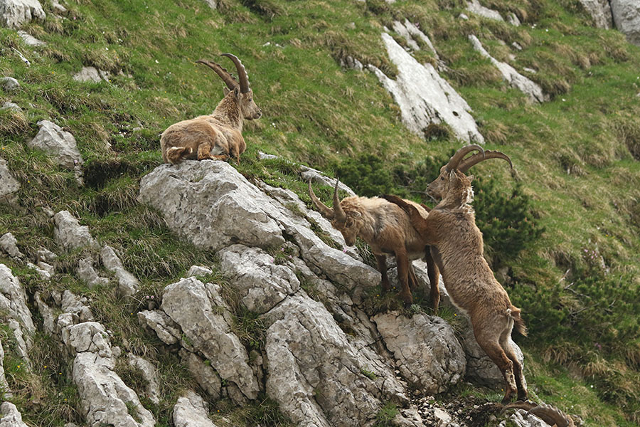 Kozorogi
Dva pri igri, tretji se je že naveličal.
Ključne besede: kozorog capra ibex ibex