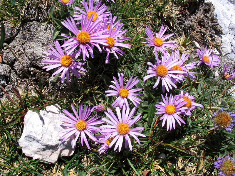 Alpska nebina
Alpska nebina (Aster alpinus). Vrh nad Škrbino.
Ključne besede: alpska nebina aster alpinus