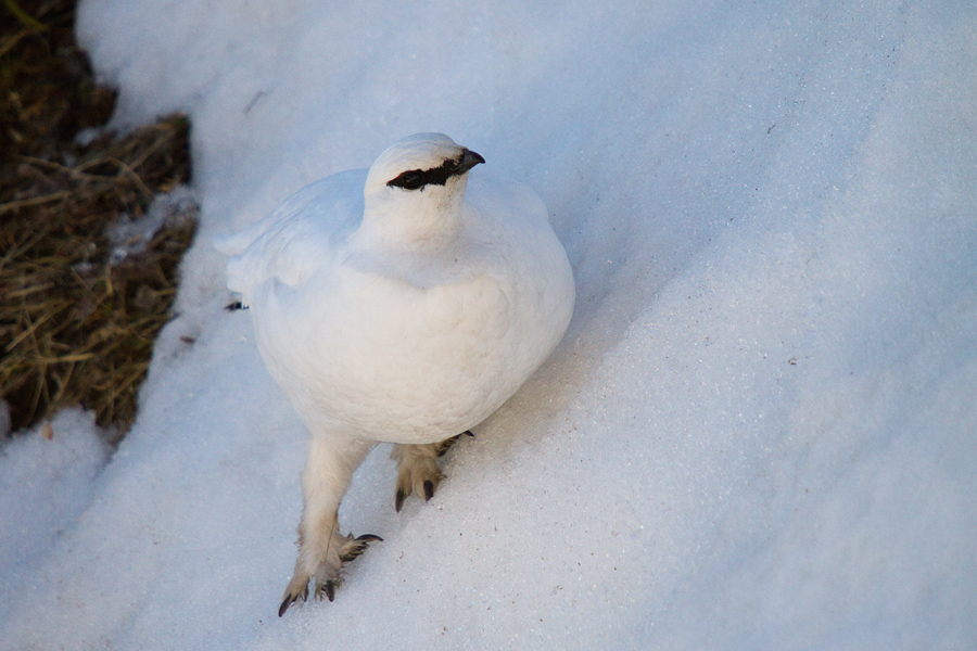 Belka
Prečenje strmine. V pomoč so močni kremplji. Tu sem že mislil, da bo prišla prav do mene.
Ključne besede: belka koconoge kure lagopus mutus