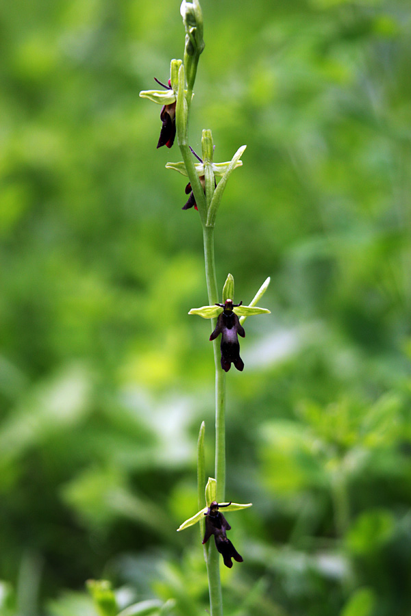 Muholiko mačje uho
Pa so rekli, da ga ni v Bohinju...
Ključne besede: muholiko mačje uho ophrys insectifera