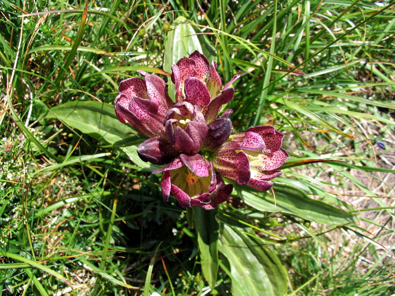 Panonski svišč
Panonski svišč (Gentiana pannonica). Vrh nad Škrbino.
Ključne besede: panonski svišč gentiana pannonica