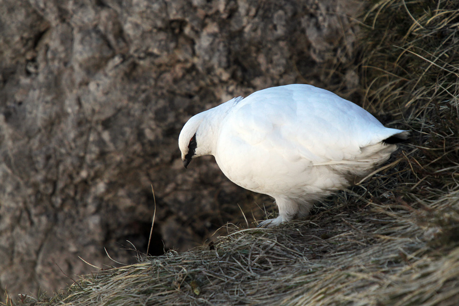 Belka
Na paši.
Ključne besede: belka koconoge kure lagopus mutus