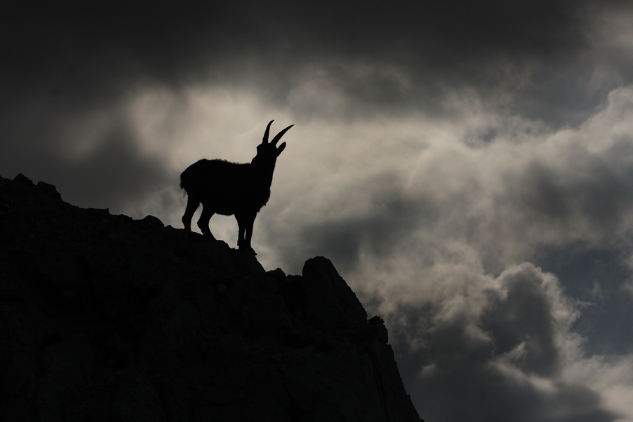 Silhueta
Silhueta kozoroginje nad prepadom.
Ključne besede: kozorog capra ibex ibex