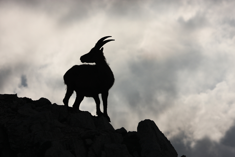 Silhueta II.
Silhueta kozoroginje nad prepadom.
Ključne besede: kozorog capra ibex ibex
