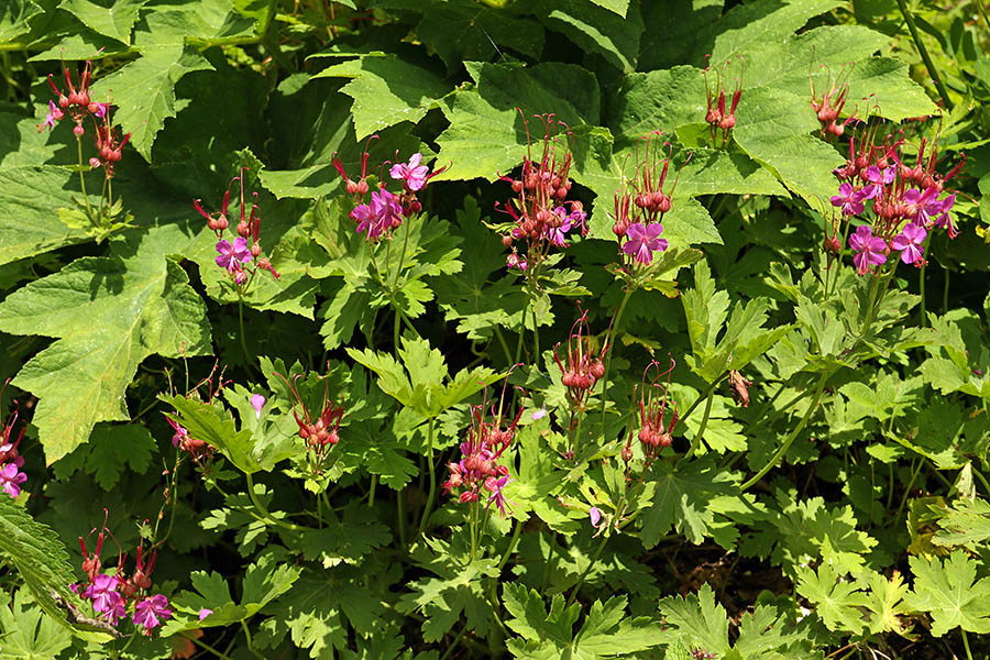 Korenikasta krvomočnica
Korenikasta krvomočnica ob poti Bavšica - planina Bukovec.
Ključne besede: korenikasta krvomočnica geranium macrorrhizum