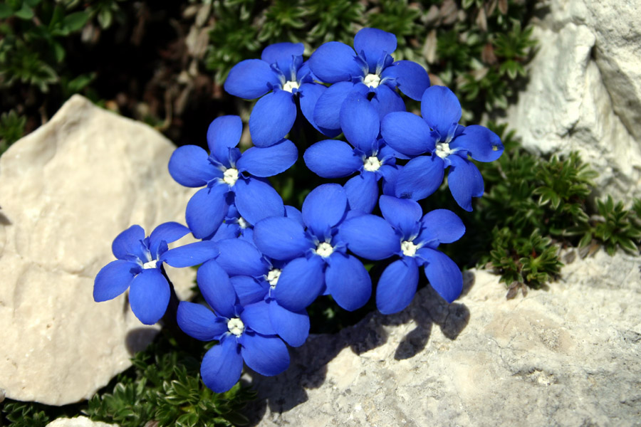 Spomladanski svišč
Spomladanski svišč (Gentiana verna). Pod Škednjovcem.
Ključne besede: spomladanski svišč gentiana verna