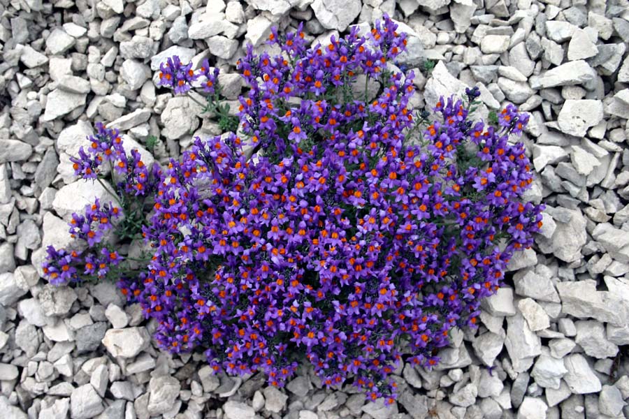 Alpska madronščica
Alpska madronščica (Linaria alpina). Pod Škednjovcem.
Ključne besede: alpska madronščica  linaria alpina