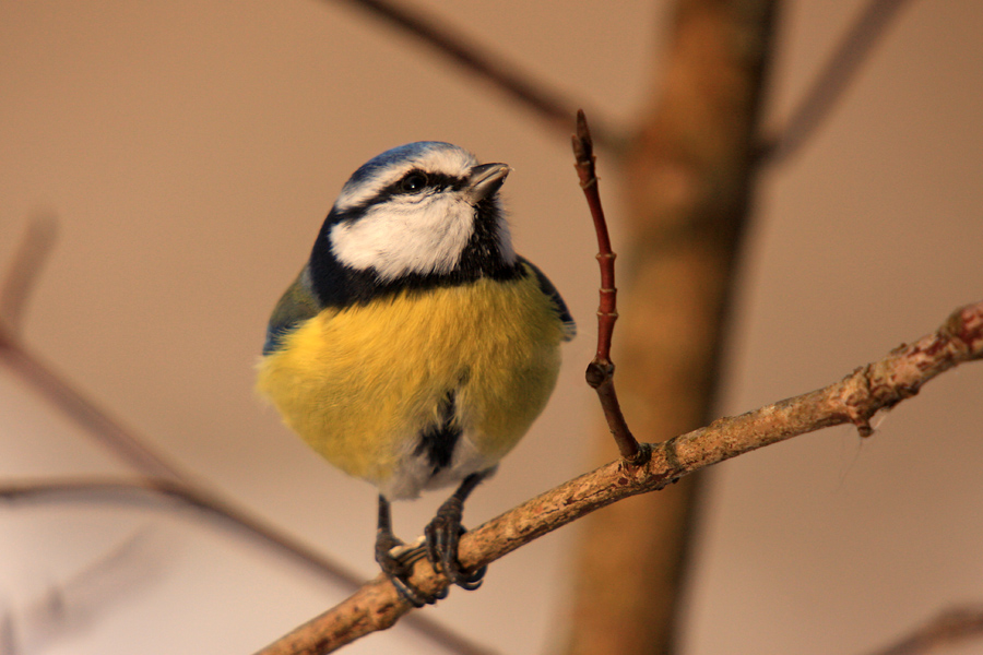 Plavček
Plavček.
Ključne besede: plavček cyanistes caeruleus