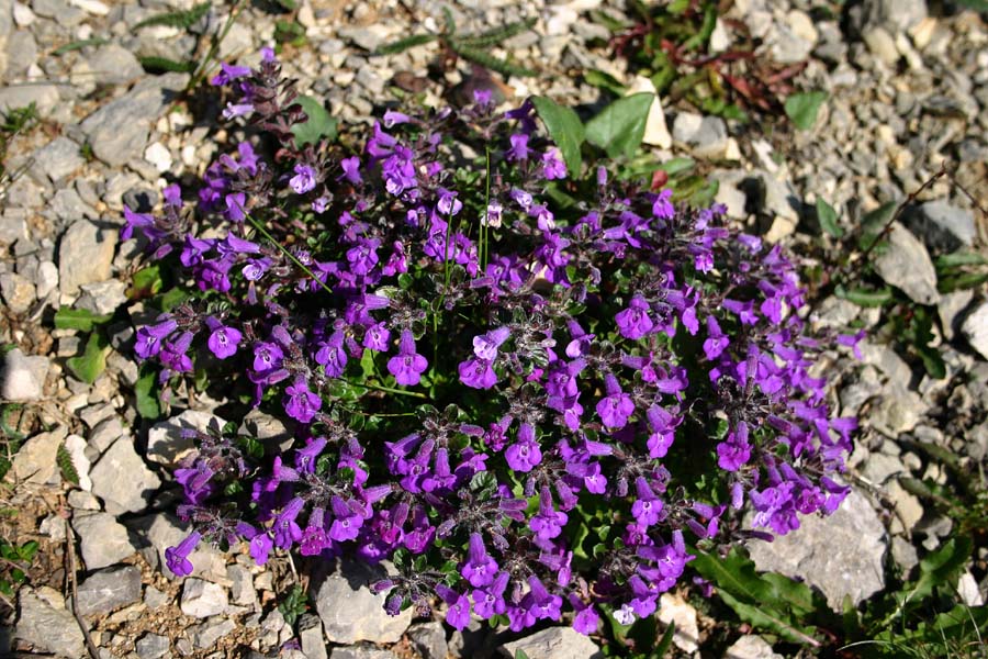 Alpski šetrajnik
Alpski šetrajnik (Acinos alpinus).  Pod Škednjovcem.
Ključne besede: alpski šetrajnik  acinos alpinus