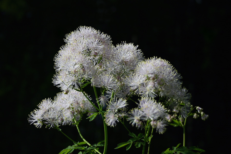 Vetrovka
Vetrovka (Thalictrum aquilegiifolium). Ob poti na Viševnik.
Ključne besede: vetrovka thalictrum aquilegiifolium