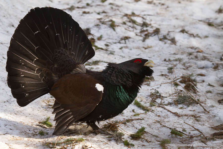Divji petelin III.
Divji petelin.
Keywords: divji petelin tetrao urogallus