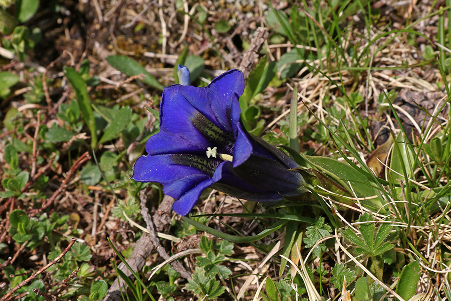 Clusijev svišč
Eden od mnogih na Poljani.
Ključne besede: clusijev svišč gentiana clusii encijan