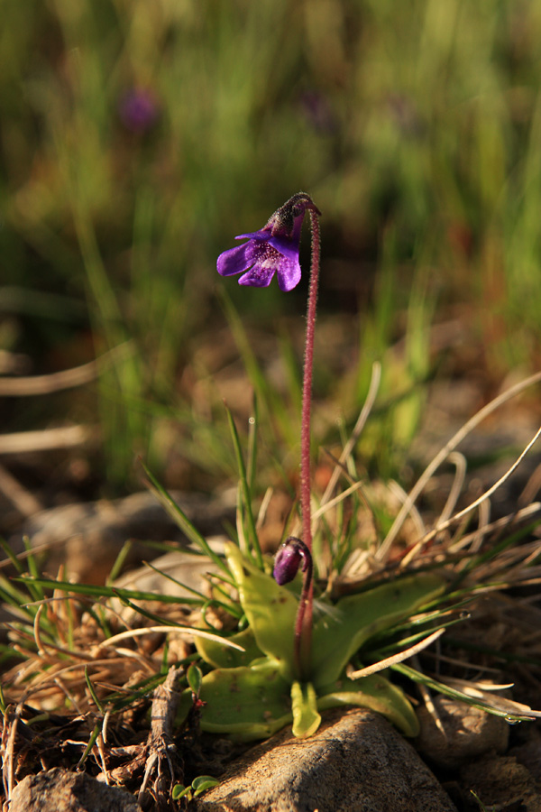 Navadna mastnica
Navadna mastnica (Pinguicula vulgaris). Raste na močvirnih tleh. Za fotgrafiranje bo treba skoraj gotovo poklekniti v razmočeno zemljo. Po skrbnem iskanju jo najdemo kar nekaj na pašnikih za Nemškim Rovtom.
Ključne besede: navadna mastnica pinguicula vulgaris
