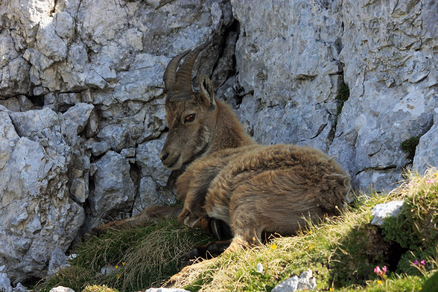 V senci
Tudi kozorogom postane vroče in poiščejo senco.
Ključne besede: kozorog capra ibex ibex