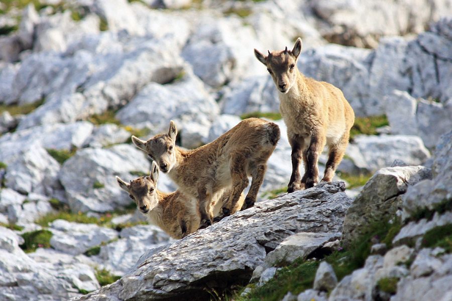 Trije na skali
Radovedni mali kozorogi.
Ključne besede: kozorog capra ibex ibex