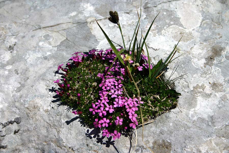 Brezstebelna lepnica
Brezstebelna lepnica (Silene acaulis). Viševnik - Kačji rob.
Ključne besede: brezstebelna lepnica silene acaulis