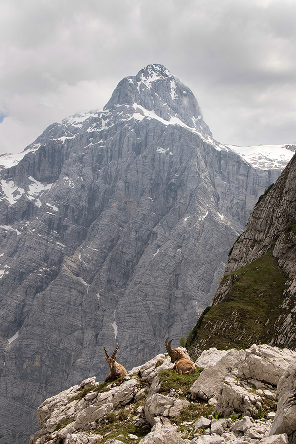 Triglav s kozorogi
Pot čez Sovatno so zasedli kozorogi.
Ključne besede: triglav kozorog capra ibex ibex