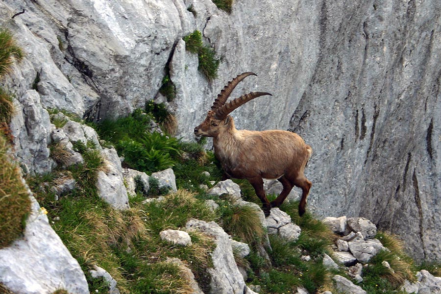 Kozorog
Proti Bovškemu Gamsovcu so spremljevalci kozorogi.
Ključne besede: kozorog capra ibex ibex