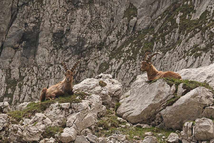 Kozoroga
Ob povratku s Stenarja. 
Ključne besede: kozorog capra ibex ibex