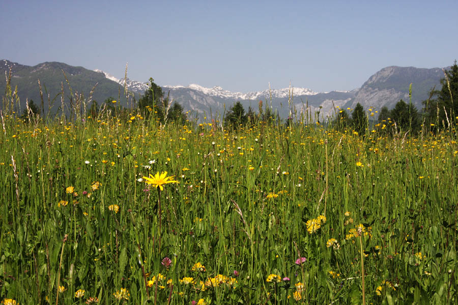 Cvetoči Bohinj
Ja, zdaj vse cveti... Travniki za Nemškim Rovtom.
Ključne besede: bohinj cvetje nemški rovt