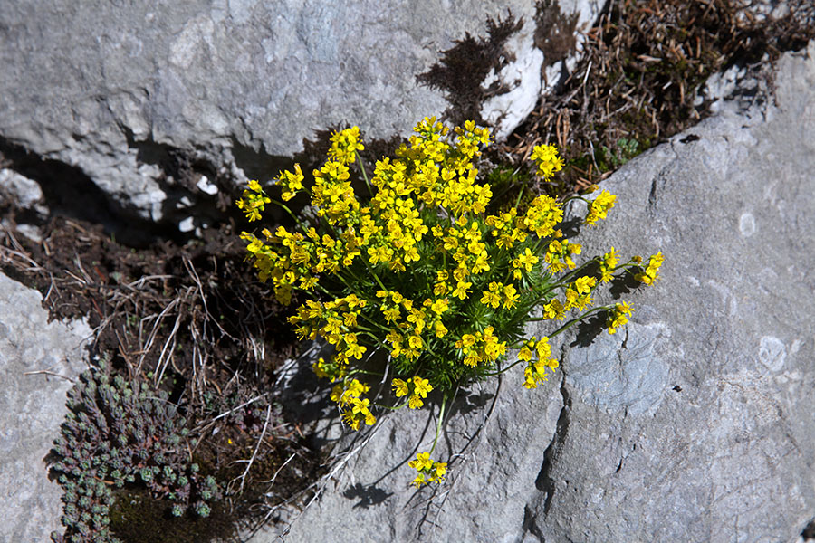 Vednozelena gladnica
Vednozelena gladnica.
Ključne besede: vednozelena gladnica draba aizoides