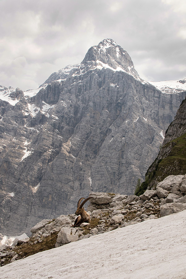 Kozorog in Triglav
Pot čez Sovatno. 
Ključne besede: triglav kozorog capra ibex ibex