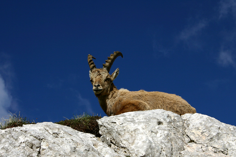 Kozorog
Takole pozirajo na Dovških vratih.
Ključne besede: kozorog capra ibex ibex