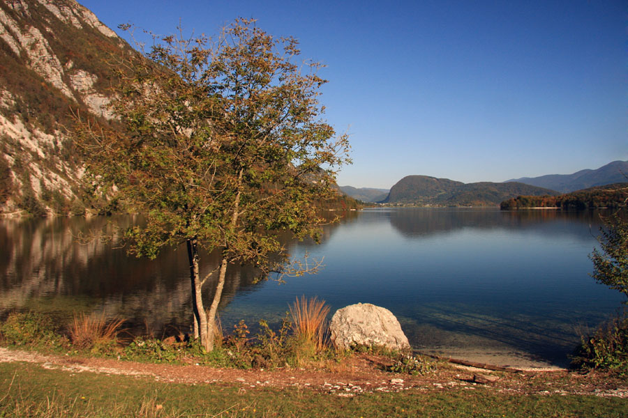 Jesen ob jezeru VIII.
Drevo ob juzeru, tokrat v Ukancu.
Ključne besede: bohinj jezero ukanc
