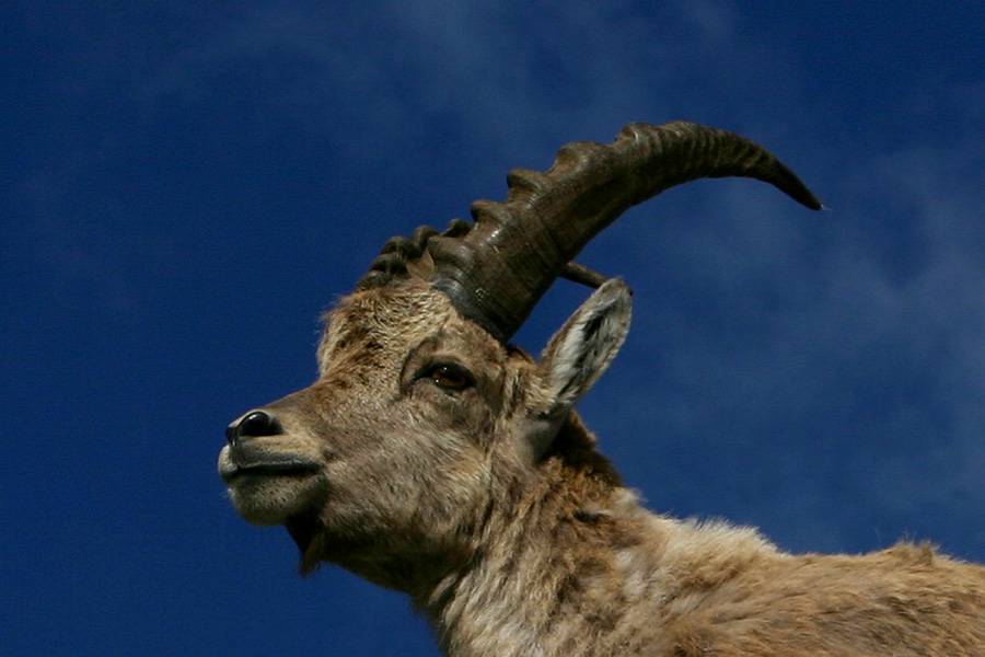 Portret
"Portret" kozoroga.
Ključne besede: kozorog capra ibex ibex