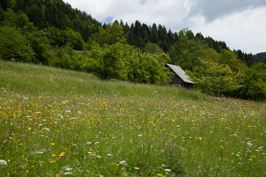 Cvetoči travnik
Cvetoči travnik nad Srednjo vasjo v Bohinju.
Ključne besede: srednja vas bohinj