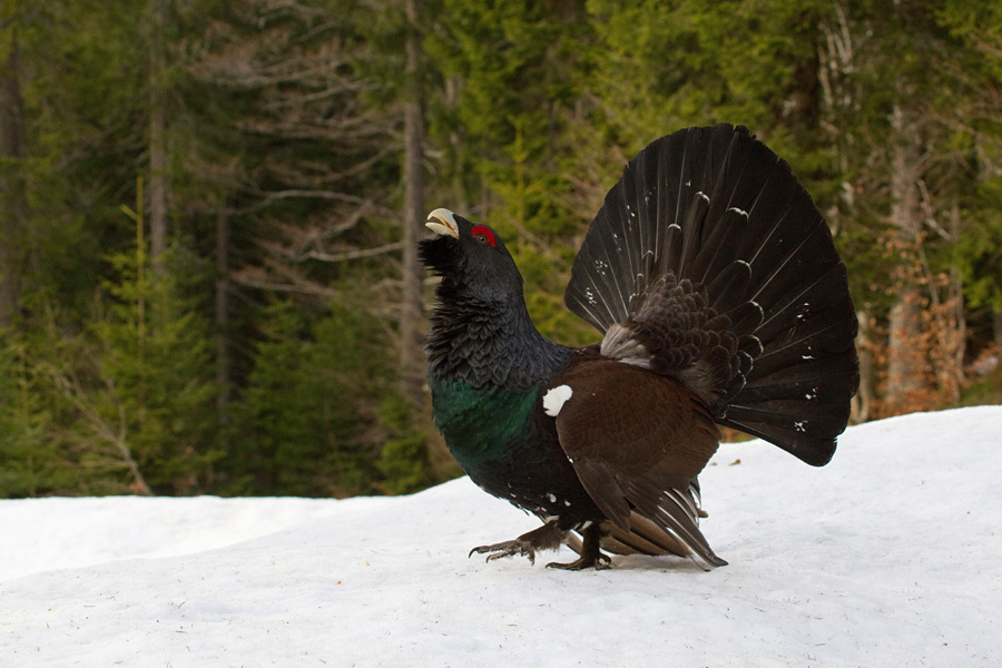 Divji petelin II.
Divji petelin.
Keywords: divji petelin tetrao urogallus