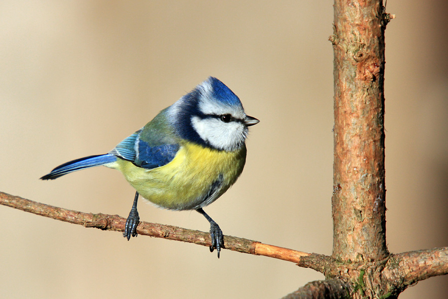 Plavček
Plavček (Cyanistes caeruleus) pred obiskom krmilnice.
Ključne besede: plavček cyanistes caeruleus