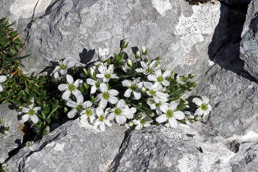 Resasta peščenka
Ob poti na Veliki Draški vrh.
Ključne besede: resasta peščenka arenaria ciliata