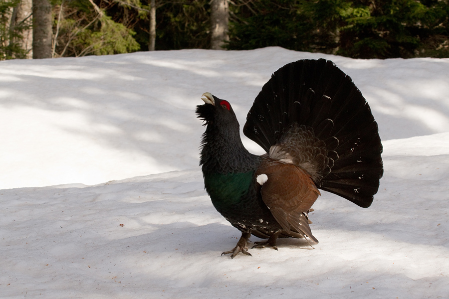 Divji petelin IX.
Divji petelin.
Keywords: divji petelin tetrao urogallus