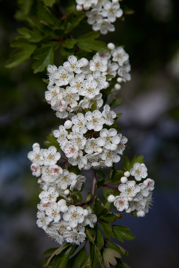 Navadni glog
Navadni glog.

Ključne besede: navadni glog crataegus laevigata