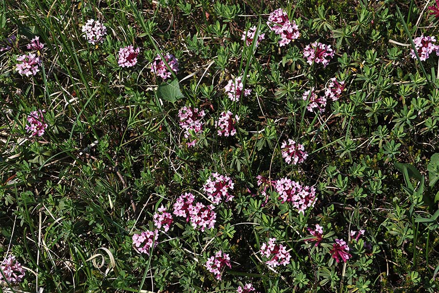 Progasti volčin
Progasti volčin.
Ključne besede: progasti volčin daphne striata