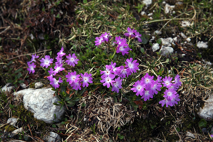 Wulfenov jeglič
Ponekod je vse rdeče teh rož.
Ključne besede: wulfenov jeglič primula wulfeniana