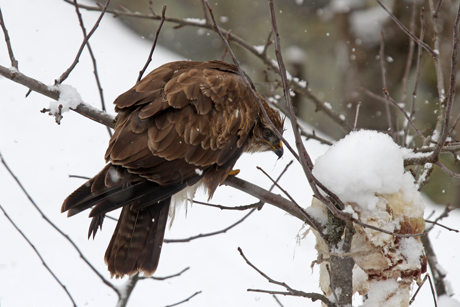 Kanjo mika loj
Še ena v spomin na dolgo zimo. Kanja na našem vrtu.
Ključne besede: kanja buteo buteo