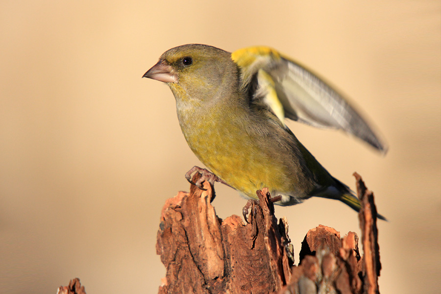 Priprave na vzlet
Zelenec (Carduelis chloris) tik pred vzletom.
Ključne besede: zelenec carduelis chloris