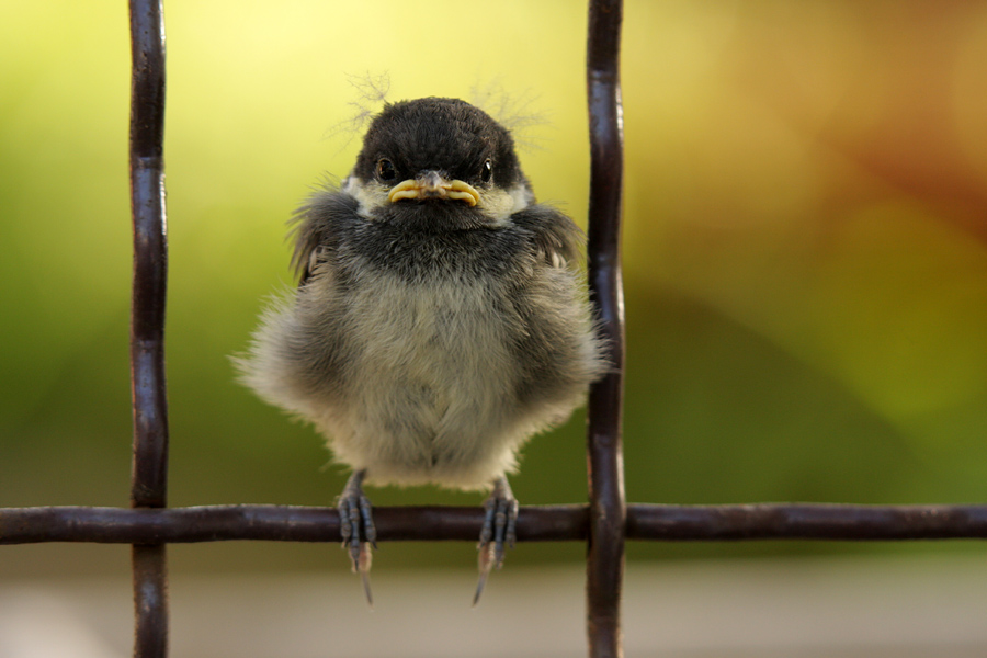 Prvi dan na terenu II
Prvi dan izven gnezda. Mladič Velike sinice.
Ključne besede: velika sinica parus major mladič