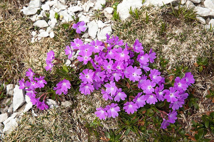 Wulfenov jeglič
Eden izmed neštetih šopov wulfenovega jegliča.
Ključne besede: wulfenov jeglič primula wulfeniana