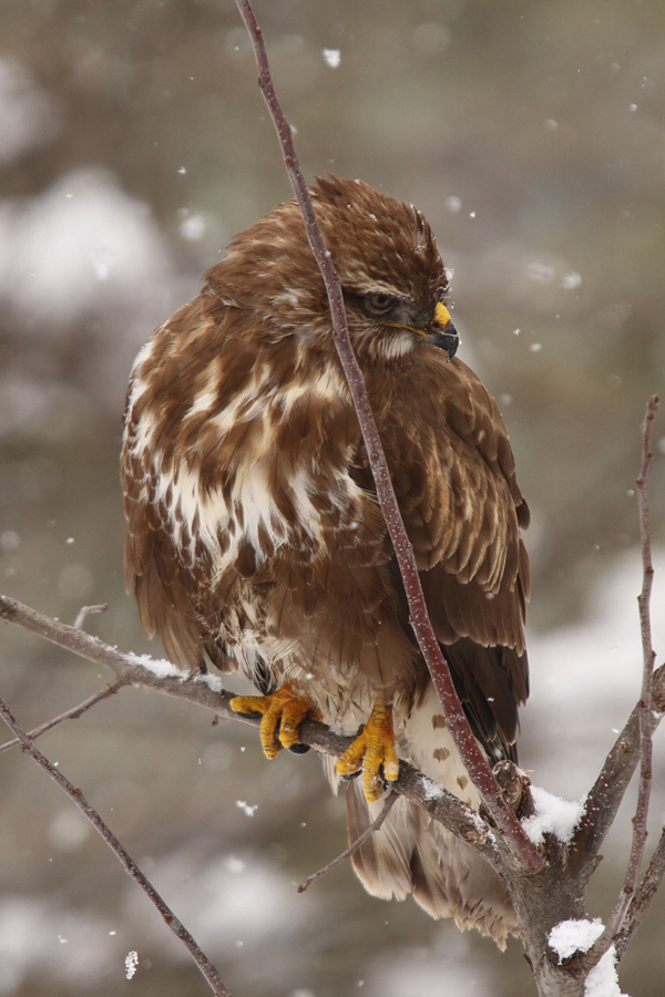 Kanja I.
Zima in z njo lakota, sta privedli na naš vrt celo kanjo.
Ključne besede: kanja buteo buteo