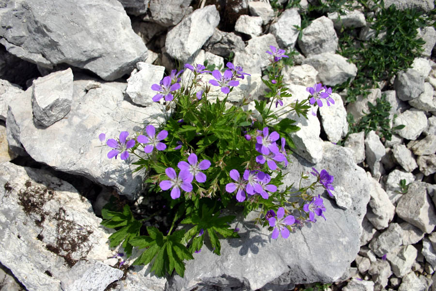 Gozdna krvomočnica
Gozdna krvomočnica (Geranium sylvaticum). Pod Toscem.
Ključne besede: gozdna krvomočnica geranium sylvaticum