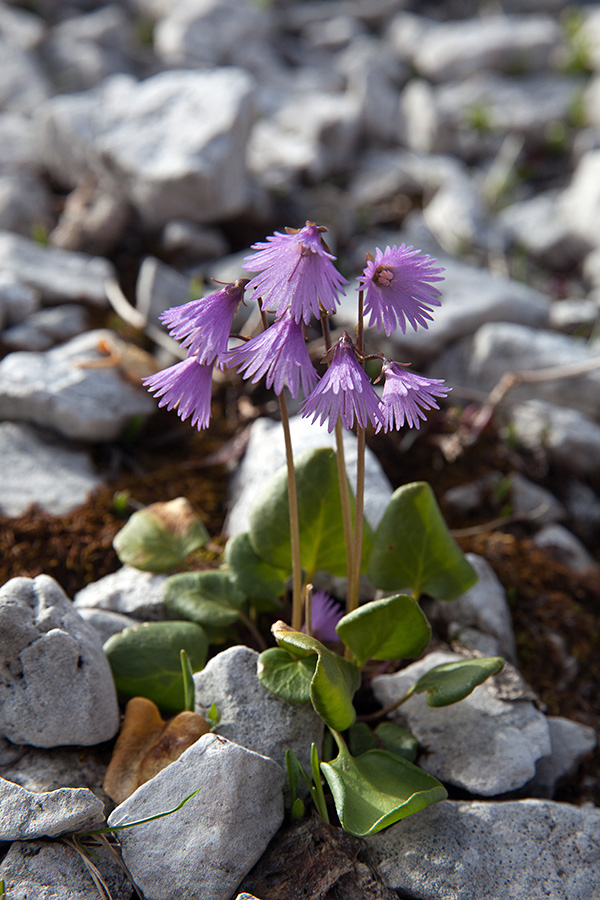 Navadni alpski zvonček
Tam, kjer je pravkar skopnel sneg , hitijo rasti alpski zvončki. Konta Matajurc.
Ključne besede: navadni alpski zvonček soldanella alpina
