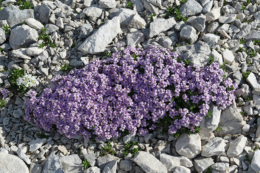 Pirenejski kamnokras
Pirenejski kamnokras.
Ključne besede: pirenejski kamnokras petrocallis pyrenaica