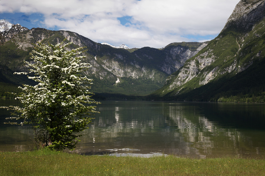 Cvetoči glog
Cvetoči glog ob jezeru.
Ključne besede: bohinjsko jezero navadni glog crataegus laevigata