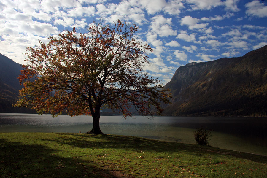 Jesen ob jezeru IV.
Mnogokrat fotografirano drevo ob Bohinjskem jezeru. 
Ključne besede: bohinj jezero