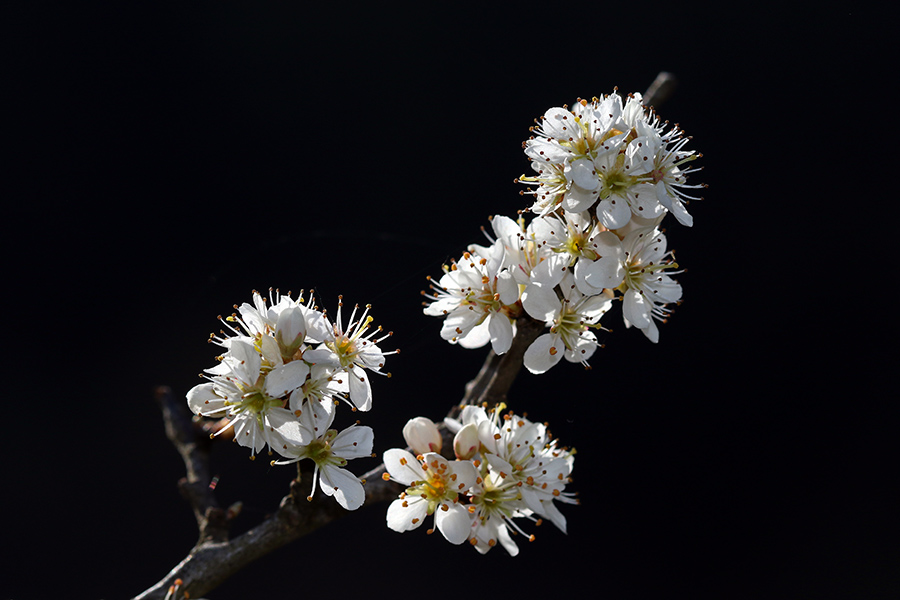 Črni trn
Cvetovi črnega trna.
Ključne besede: črni trn prunus spinosa