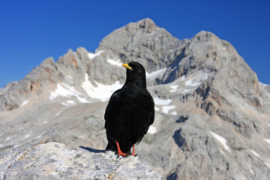 No, slikaj že enkrat
A sem dobro zrihtana, pa glej, da se bo zadaj Triglav vidu ...
Ključne besede: planinska kavka pyrrhocorax graculus
