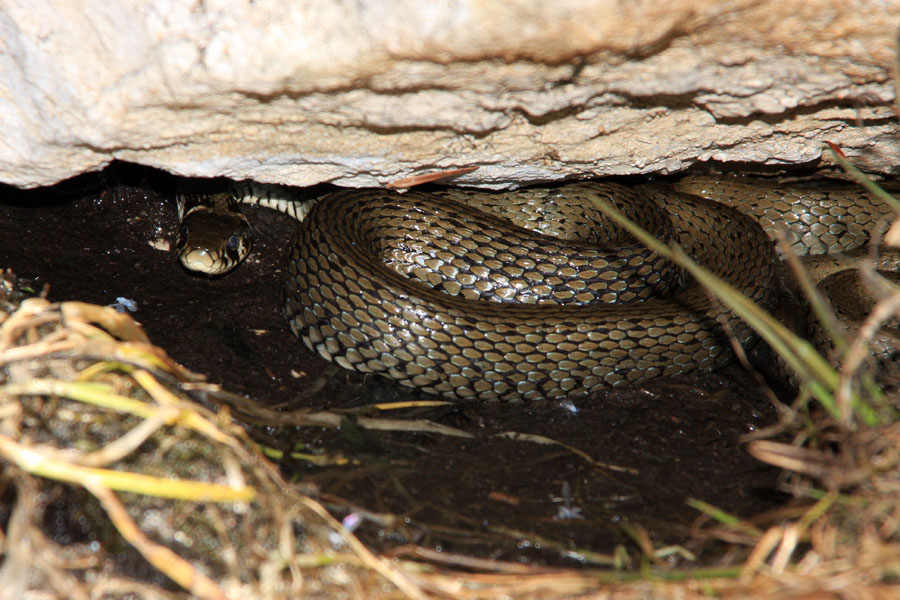 Na varnem
Belouška skrita pod skalo. Mlaka na planini Osredki.
Ključne besede: belouška natrix natrix